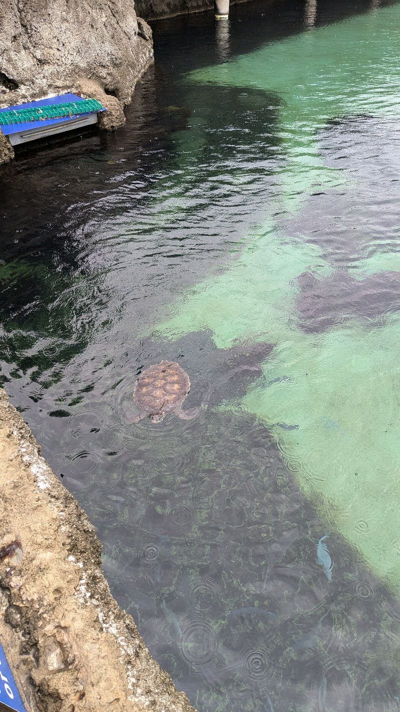 Cayman Turtle Centre