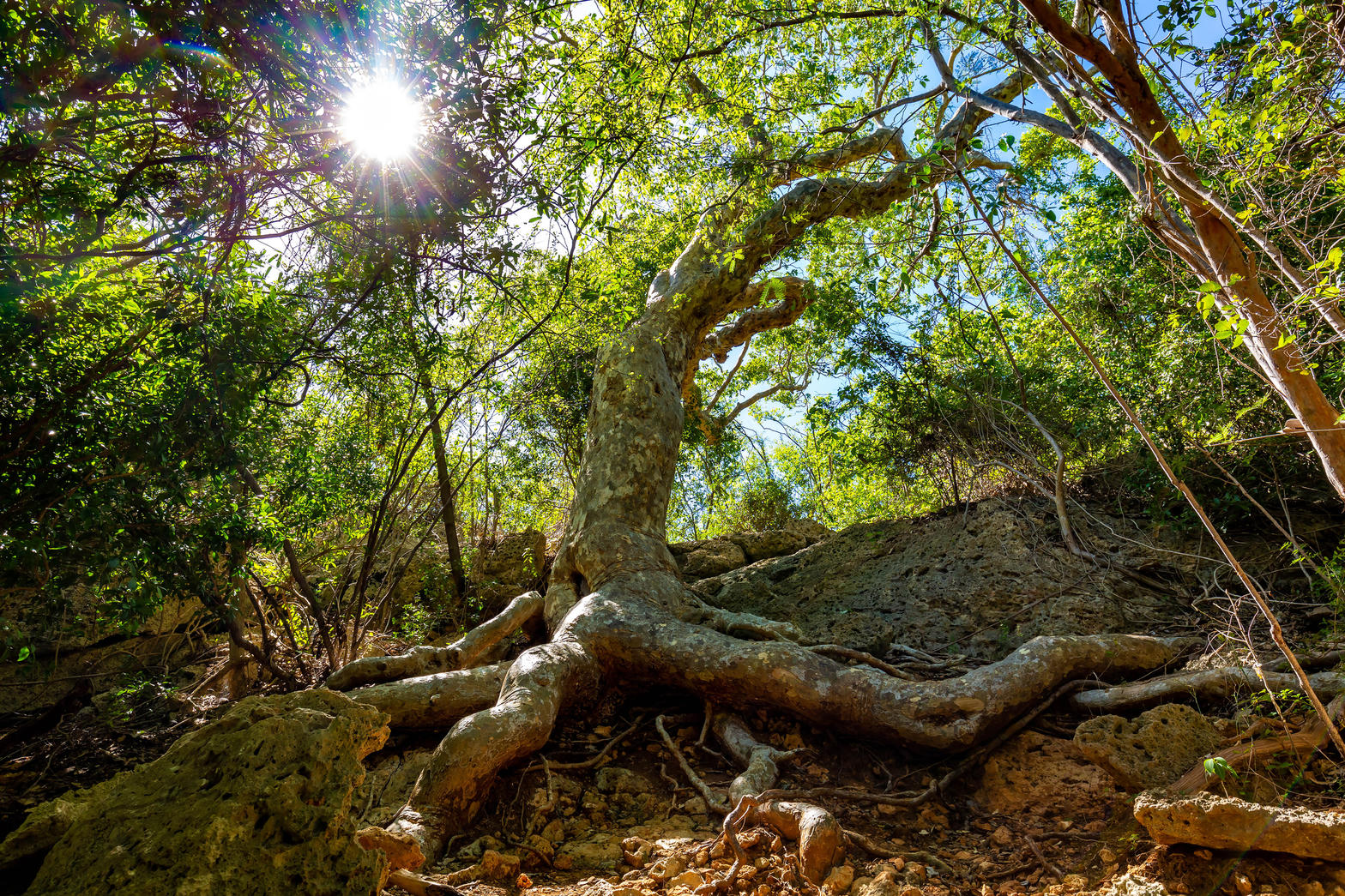 Carite Forest roadside